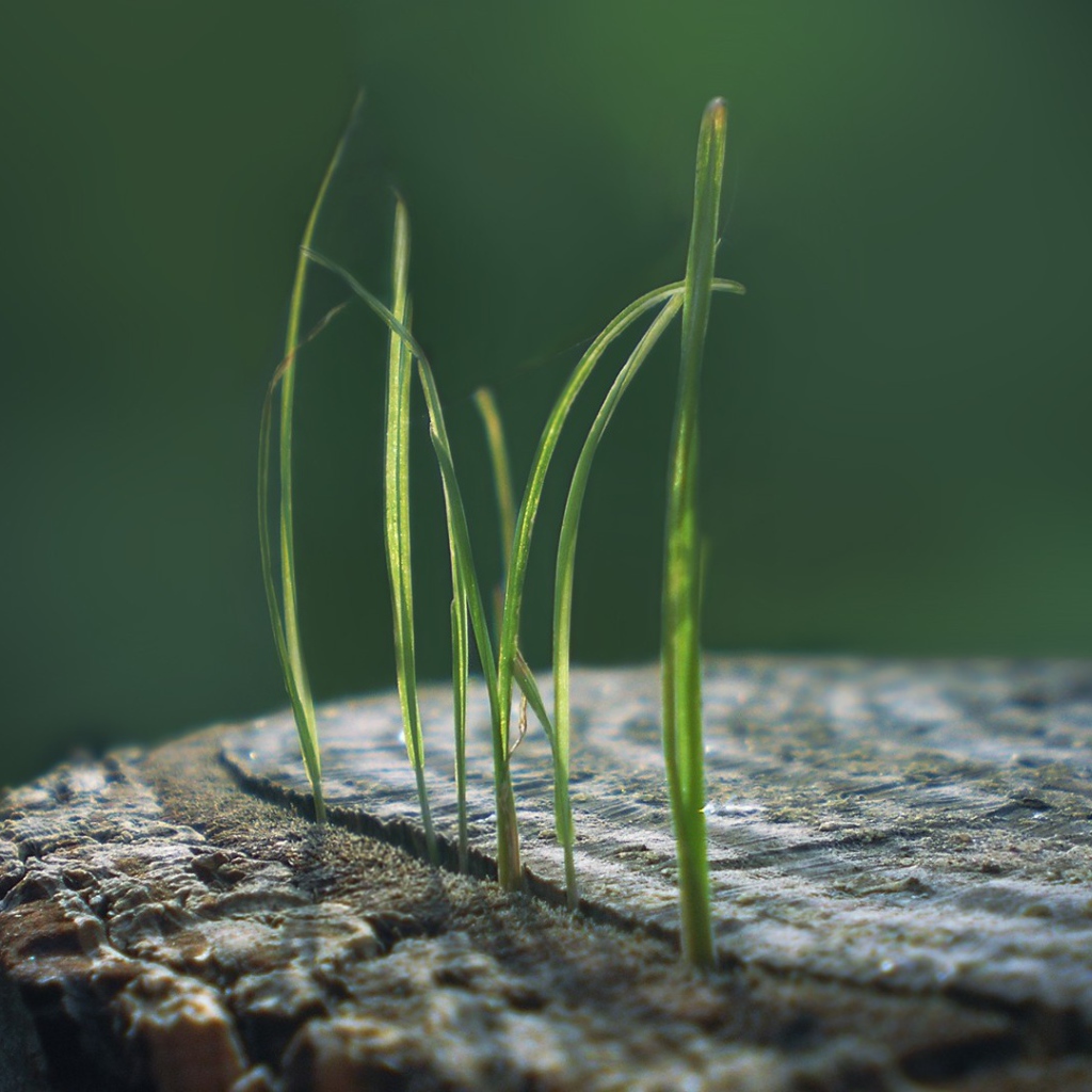 Ростки травы из пенька