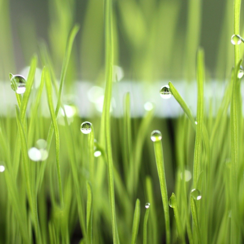 Зеленая трава после дождя