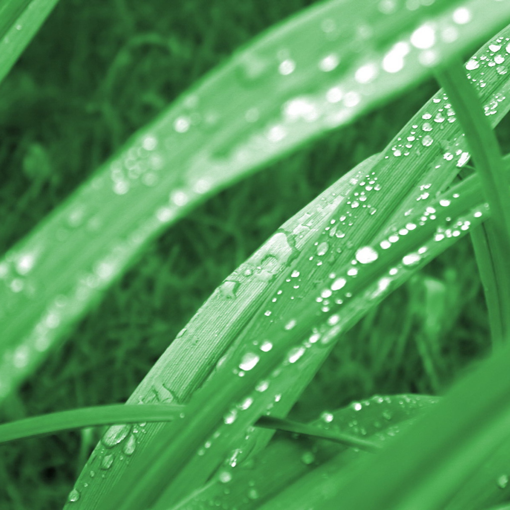 Зеленая трава в утренней росе