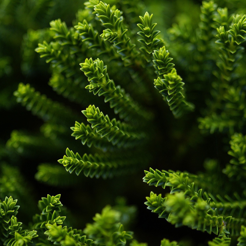 Зеленый хвощ в лесу