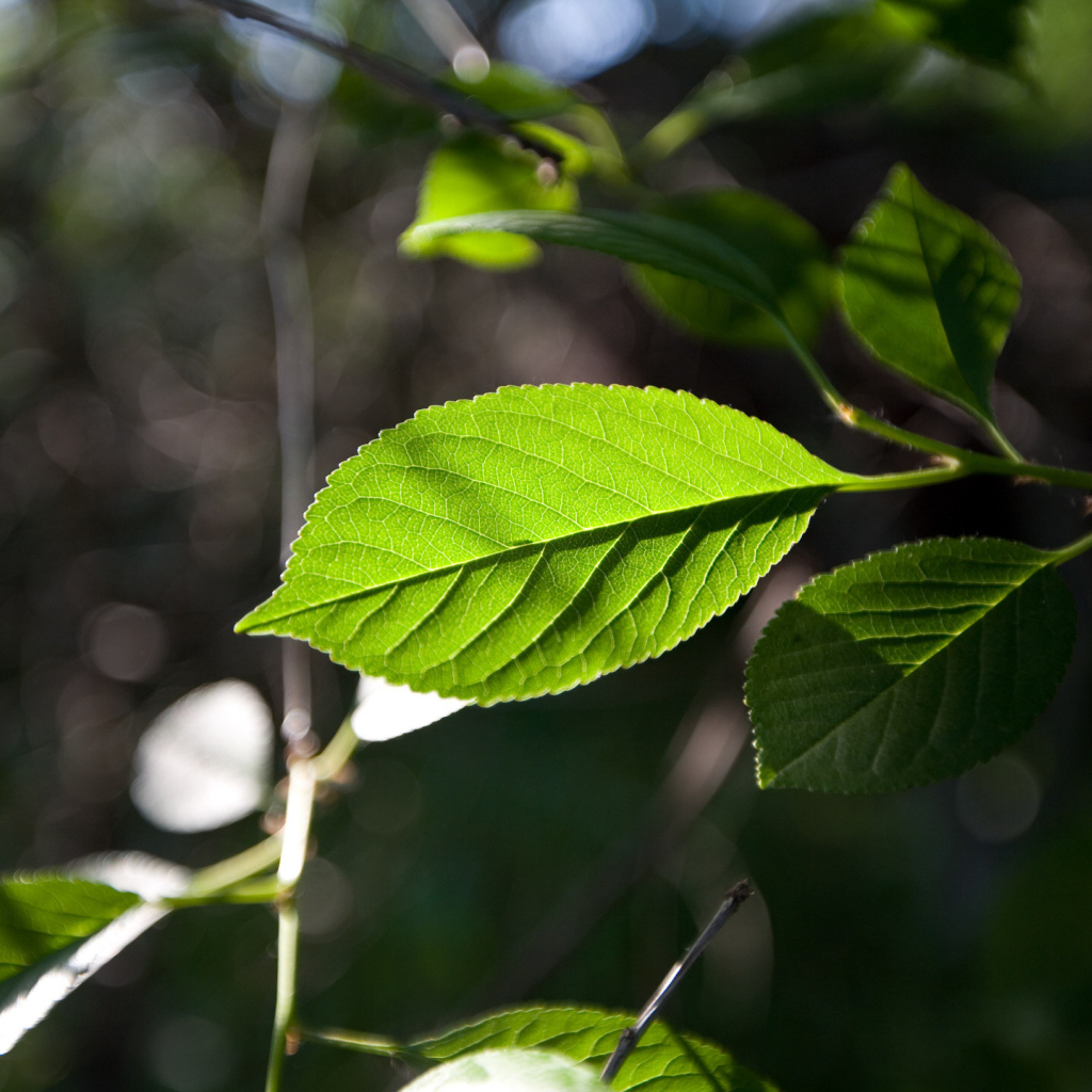 Зеленый лист на солнце