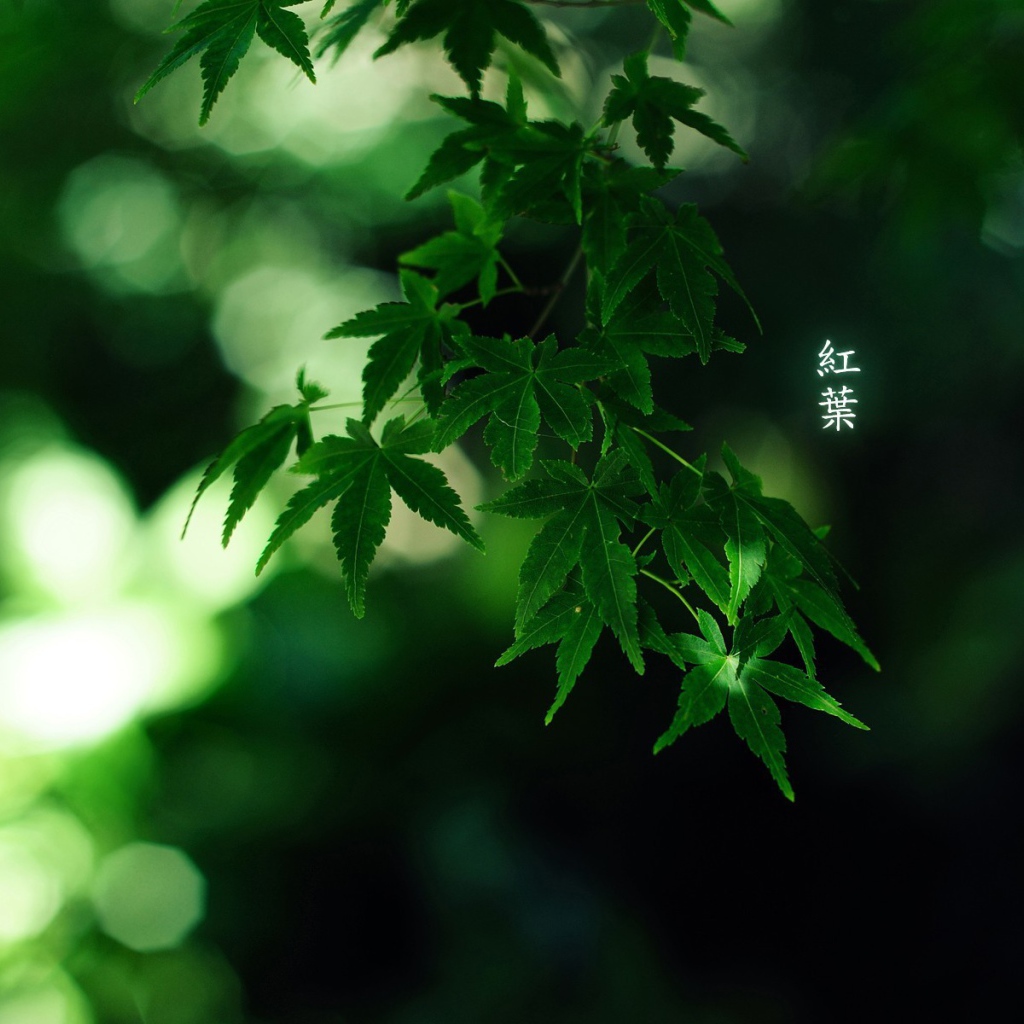 Зеленые листья, надпись иероглифы