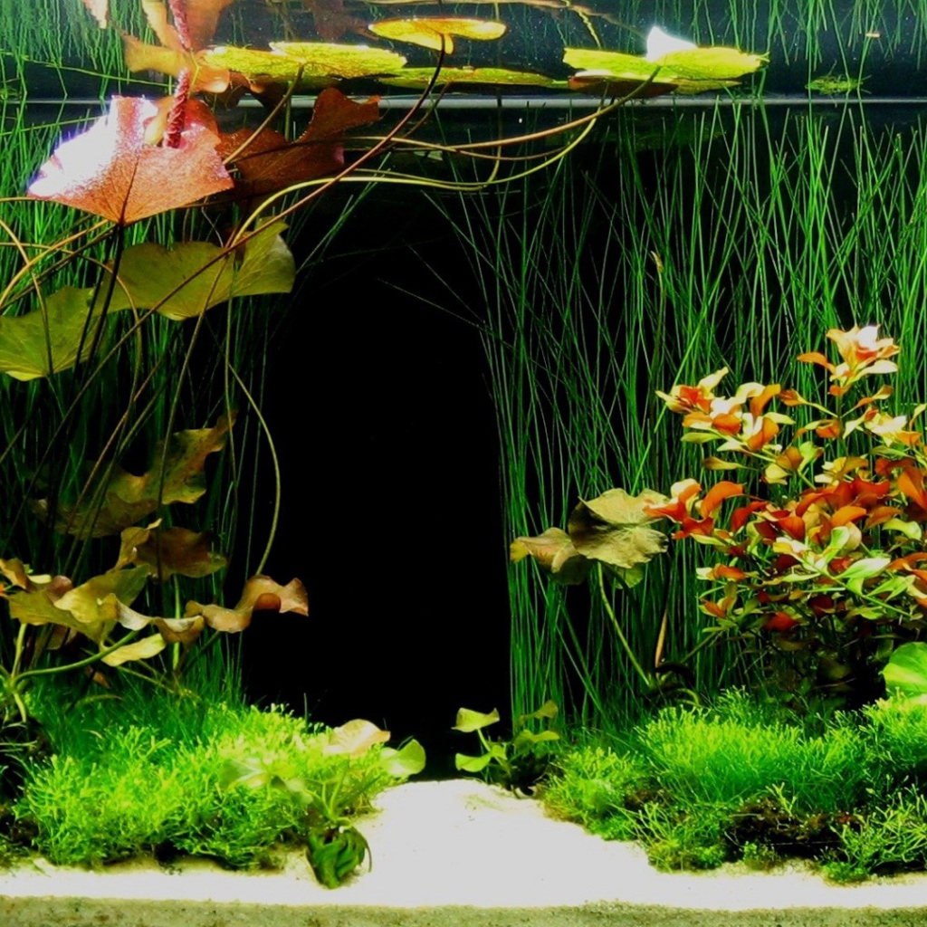 Зеленые растения внутри аквариума
