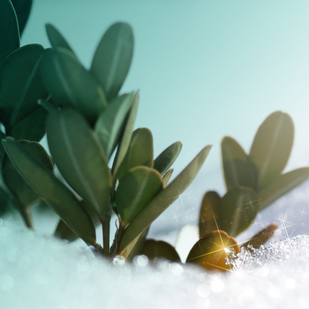 Зеленые растения под искрящимся снегом