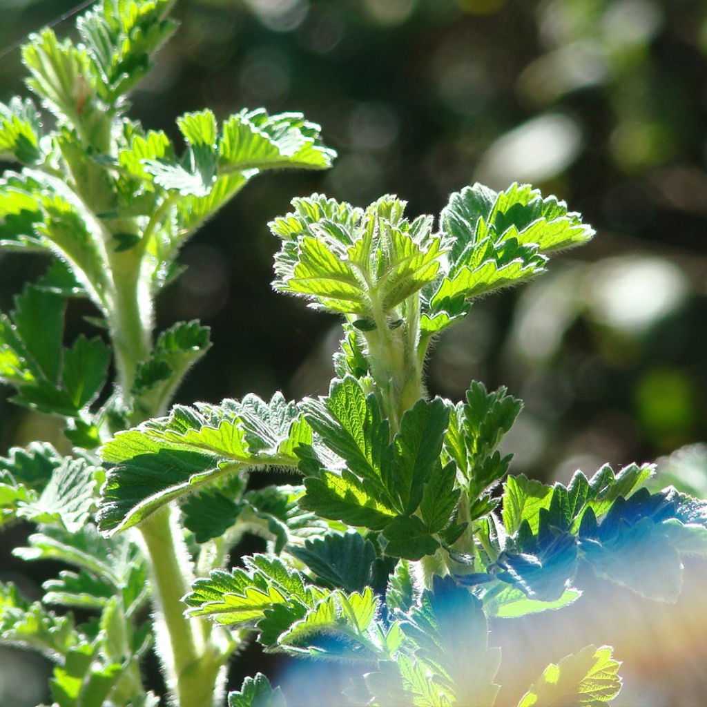 Зеленые ростки в лучах солнца