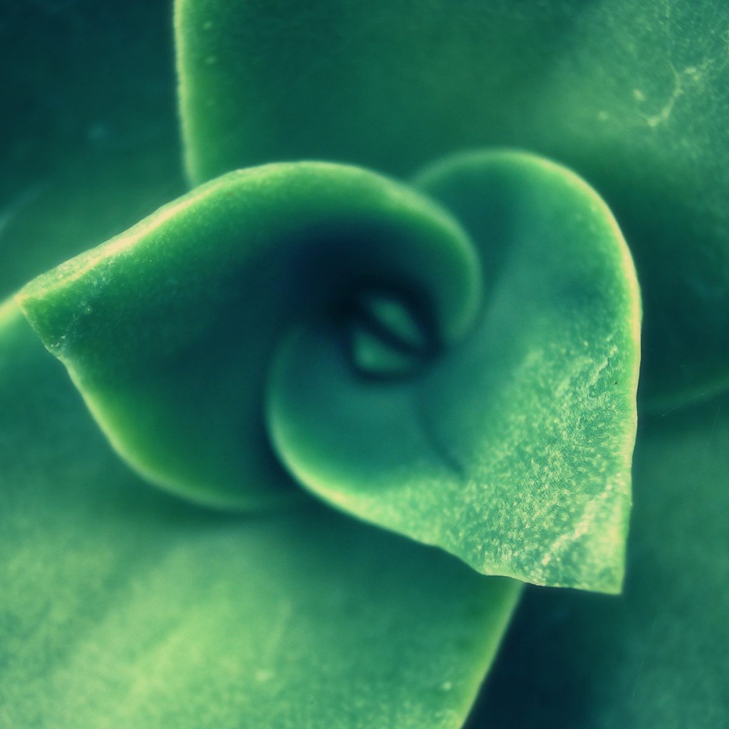 Зеленый спиральный бутон растения