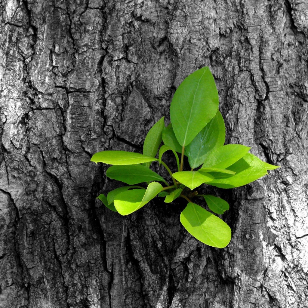 Зеленый росток на серой коре дерева