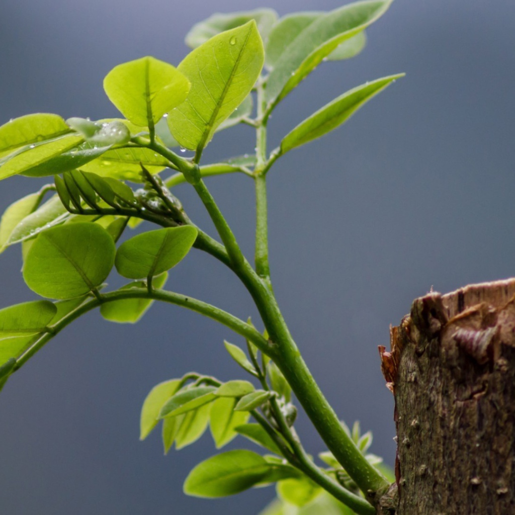 Зеленый росток на обрубке ствола