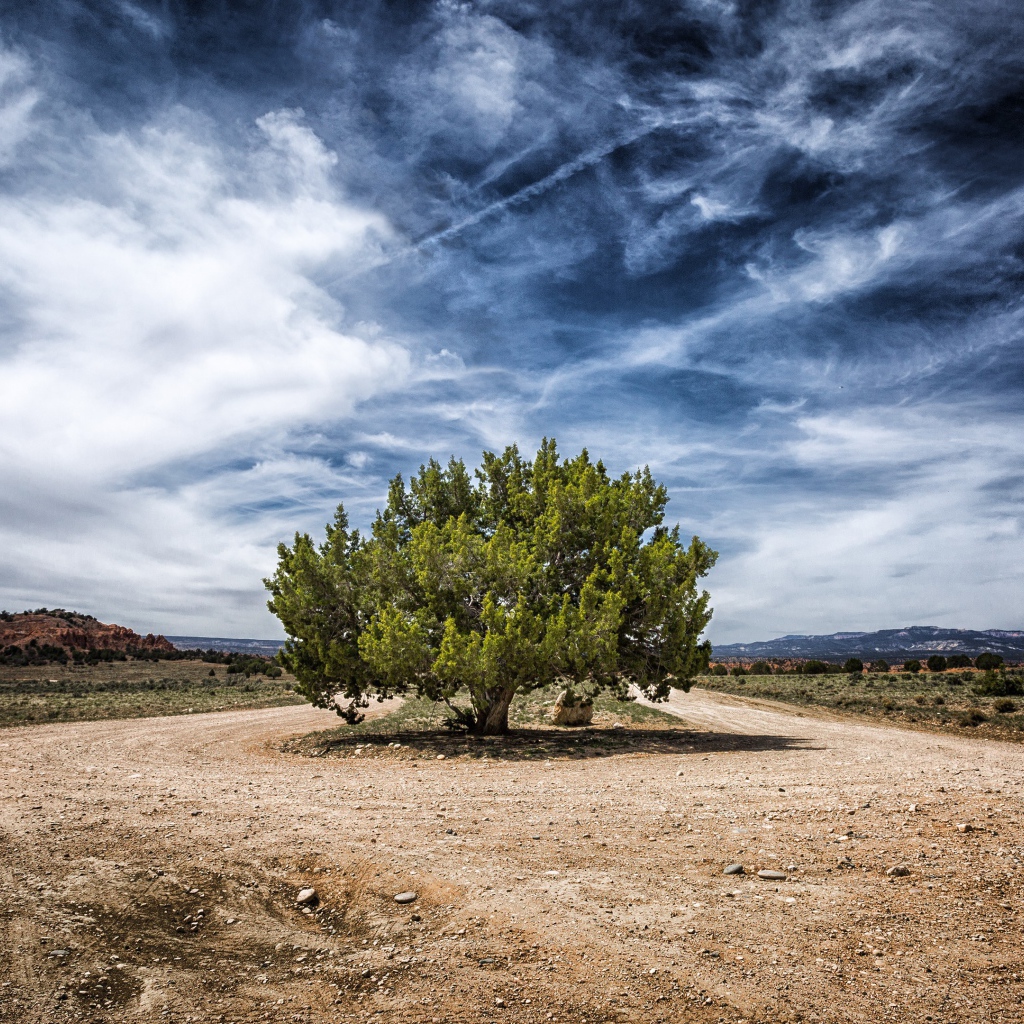 Зеленое дерево посреди дороги
