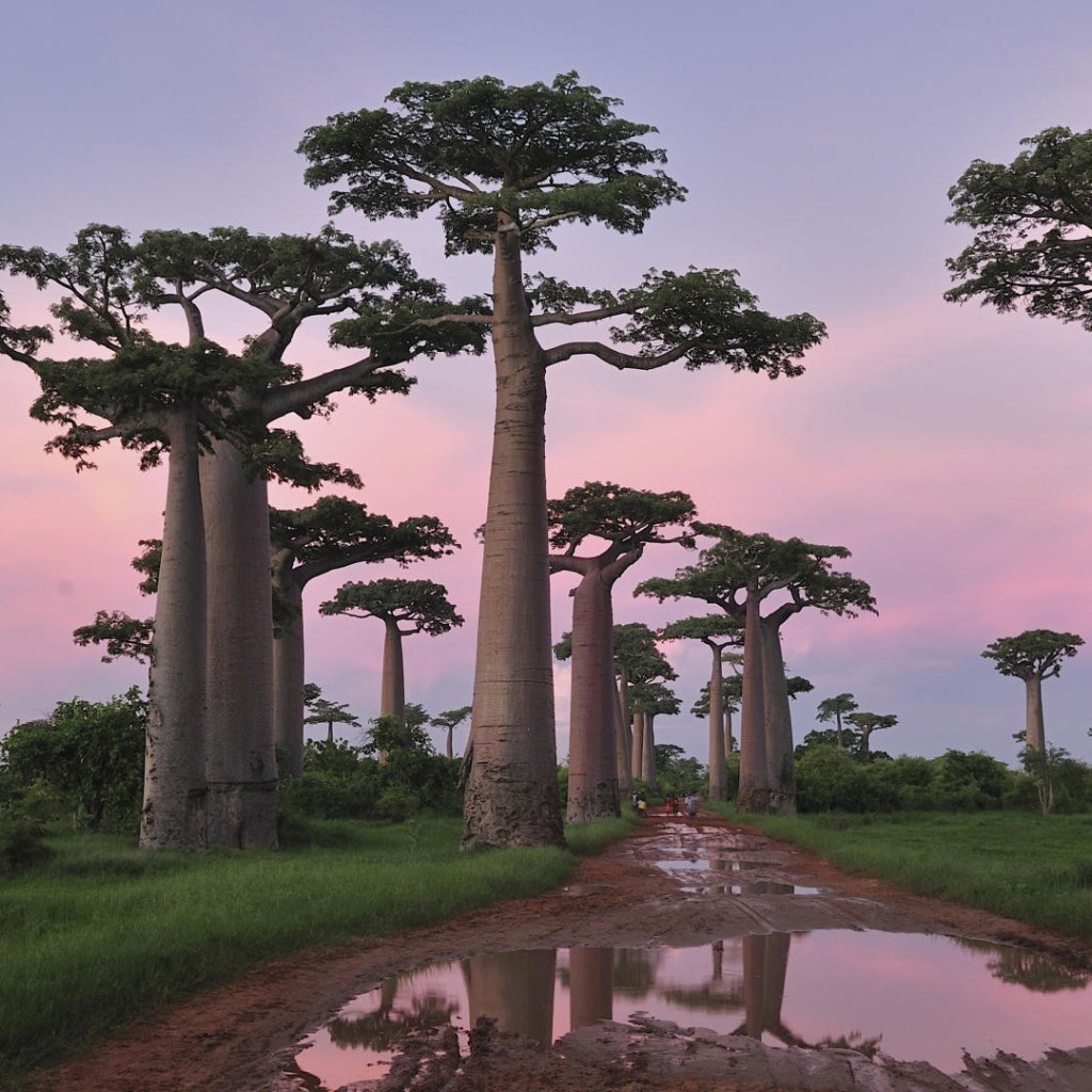 Роща баобабов в Африке
