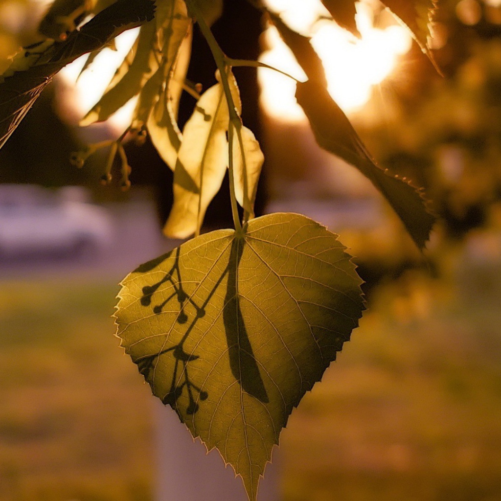 Лист дерева липа освещенный солнцем