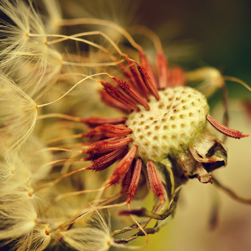 Облетевший зрелый одуванчик