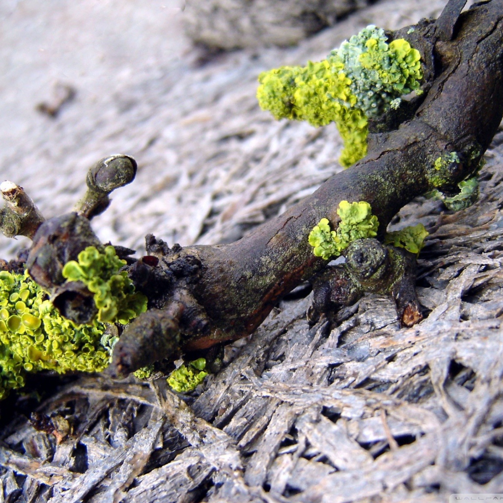 Лишайник на упавшей ветке дерева