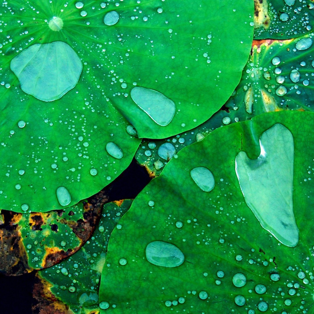 Листья кувшинок в воде