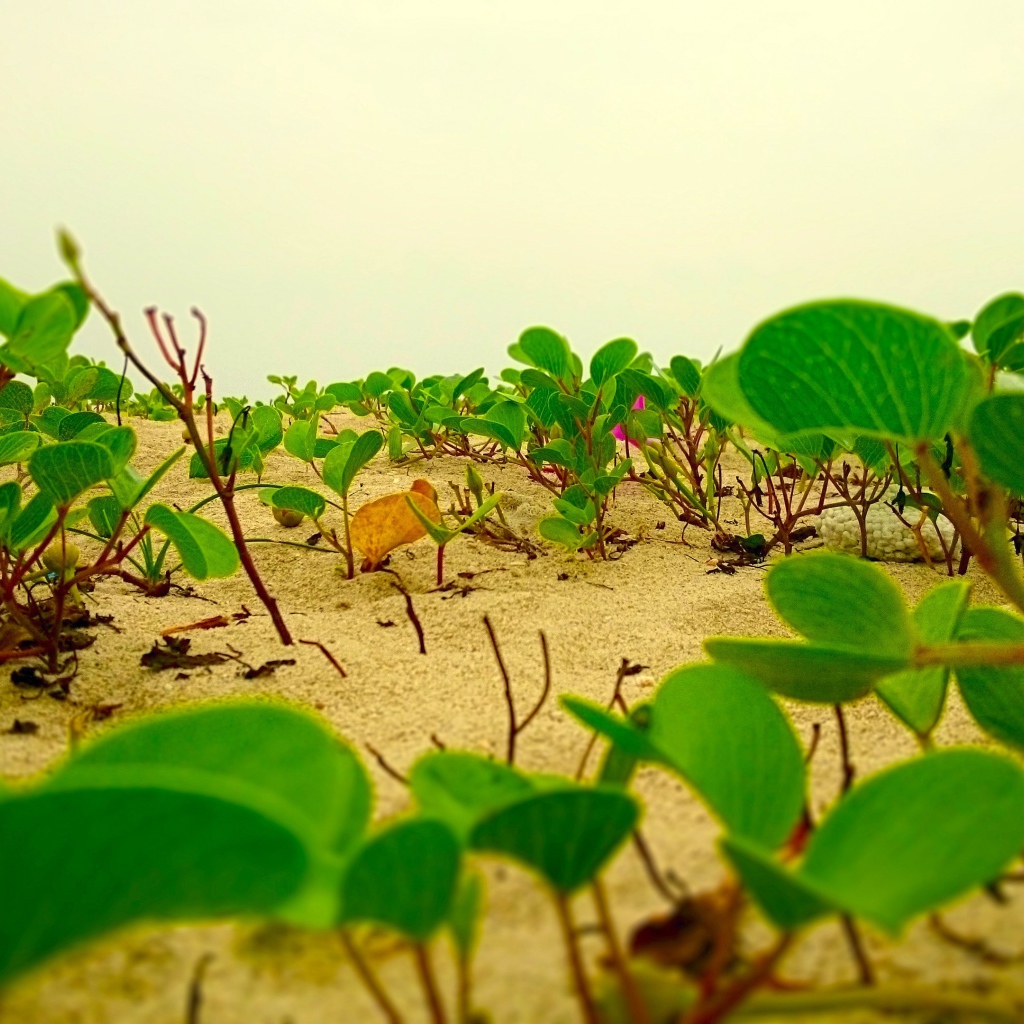 Цветы лотоса растут на песке