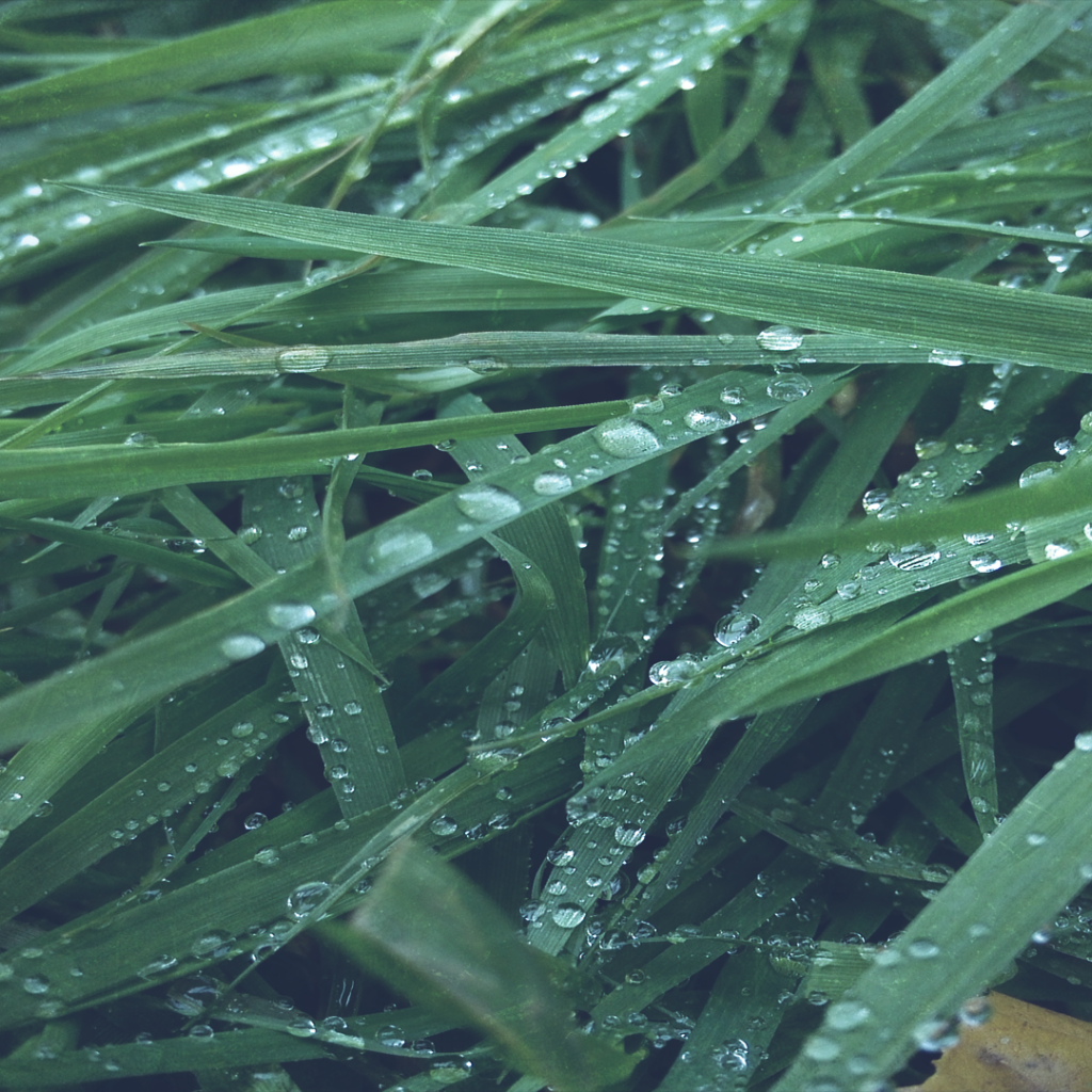 Макро фото росы на траве