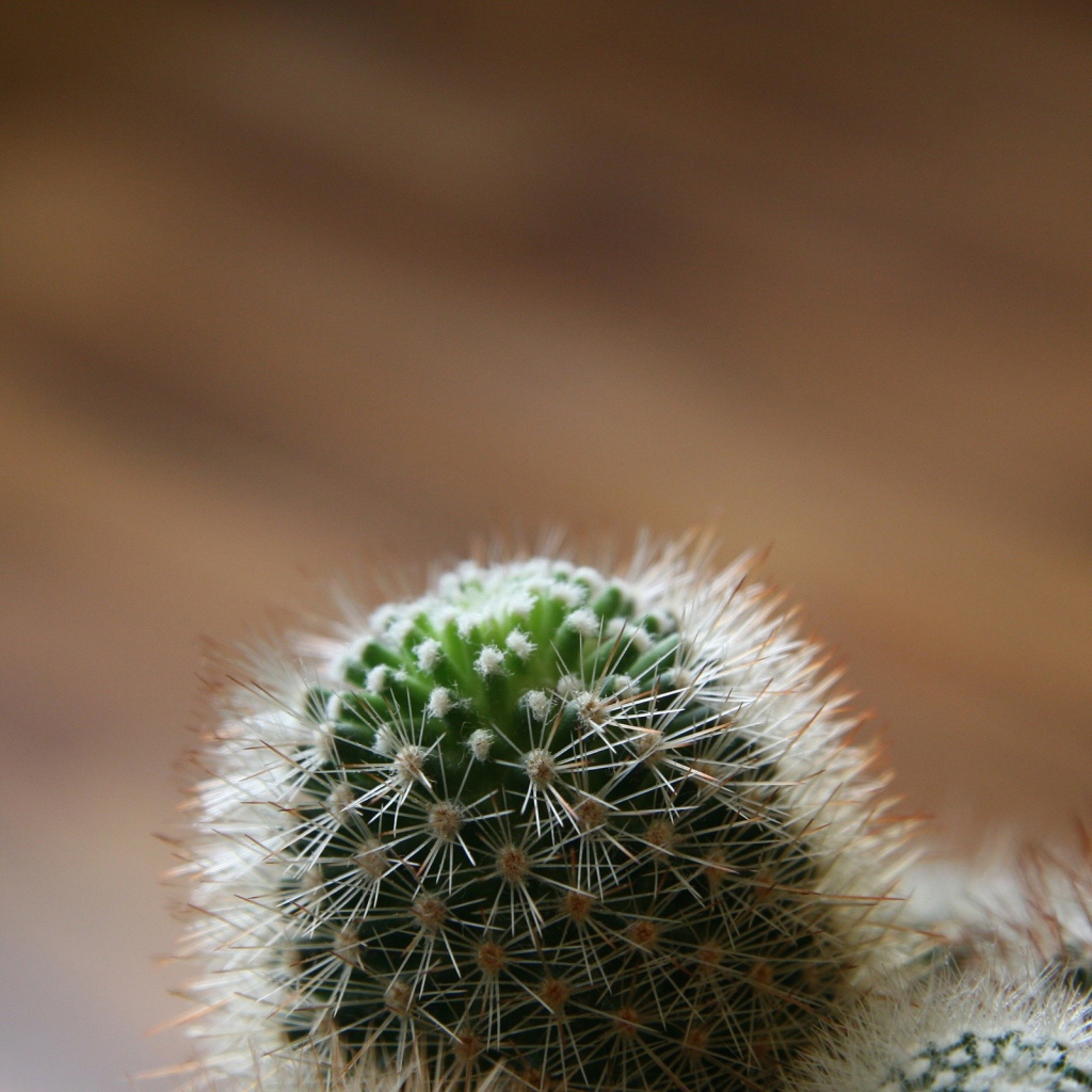 Макро фото бутона кактуса