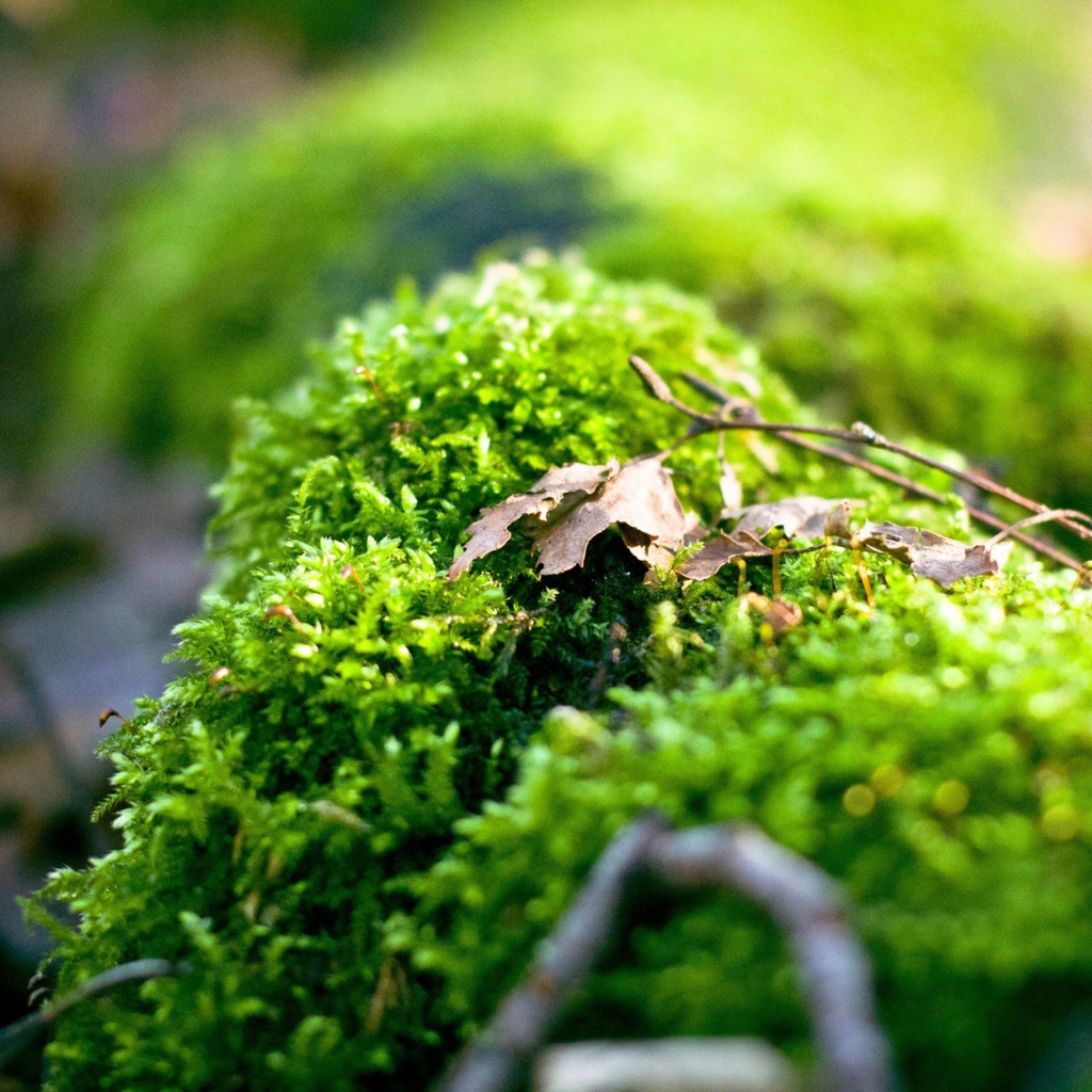 Макро фото зеленого мха