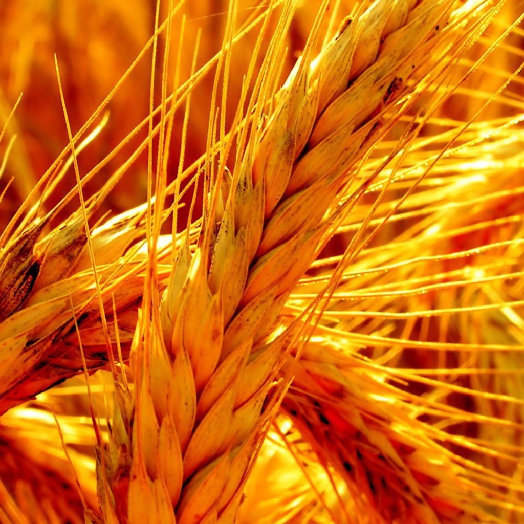 Макро фото оранжевой зрелой пшеницы