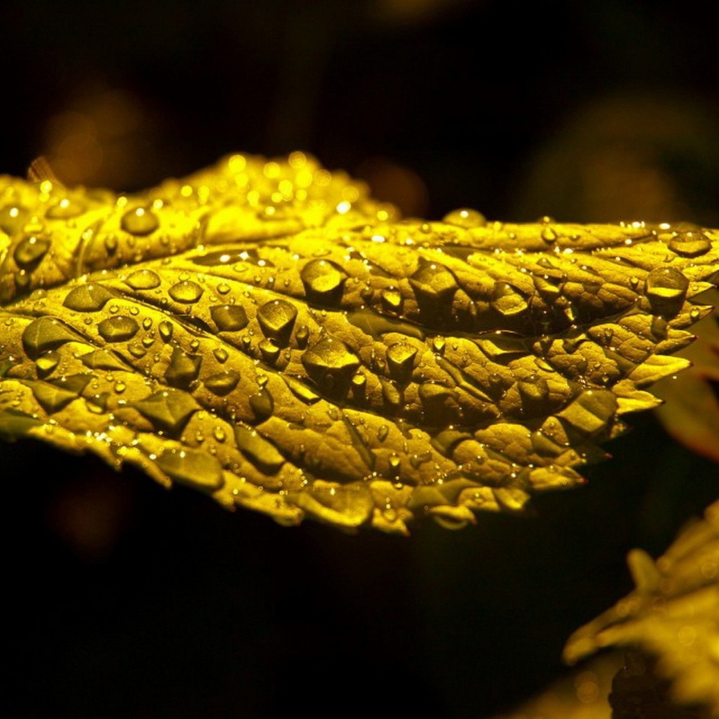 Макро фото капель влаги на зеленом листе