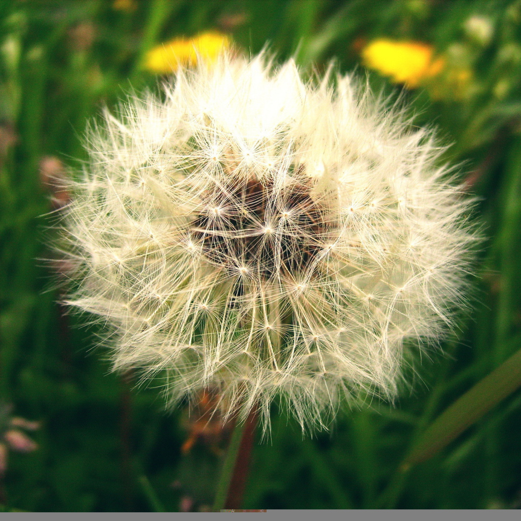 Созревший пушистый одуванчик