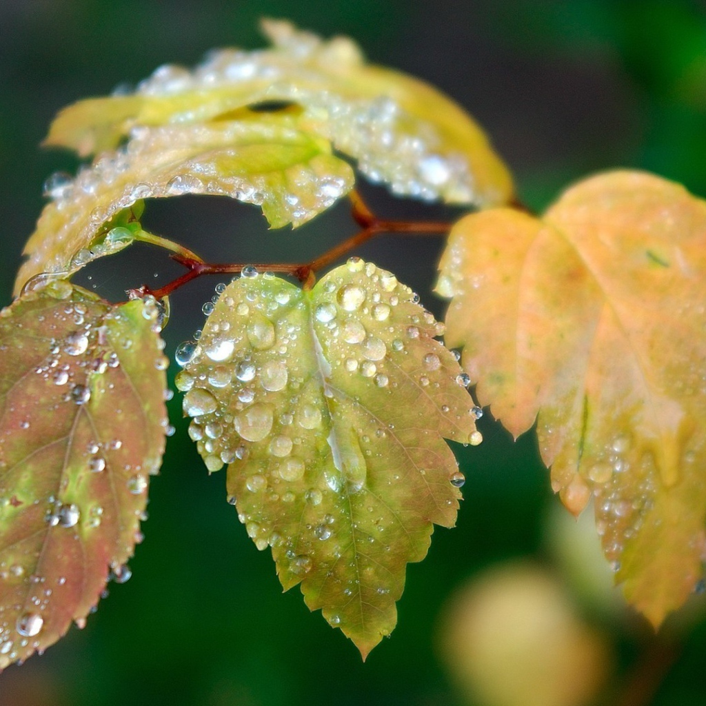 Влага на листьях ветки березы