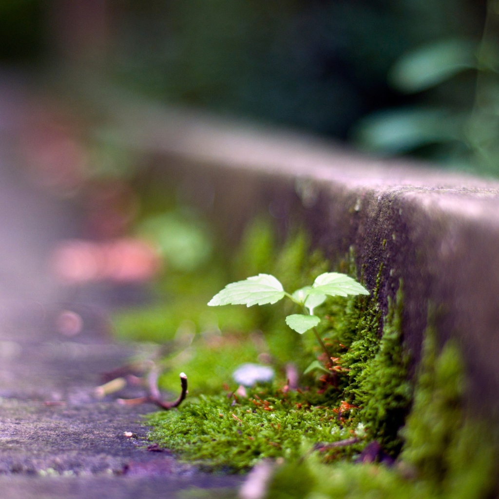 Мох у обочины дороги