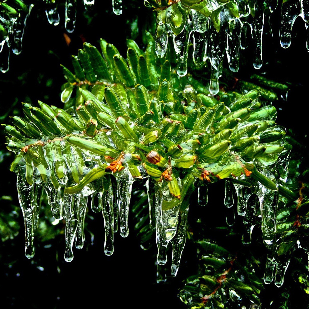 Мох под каплями дождя