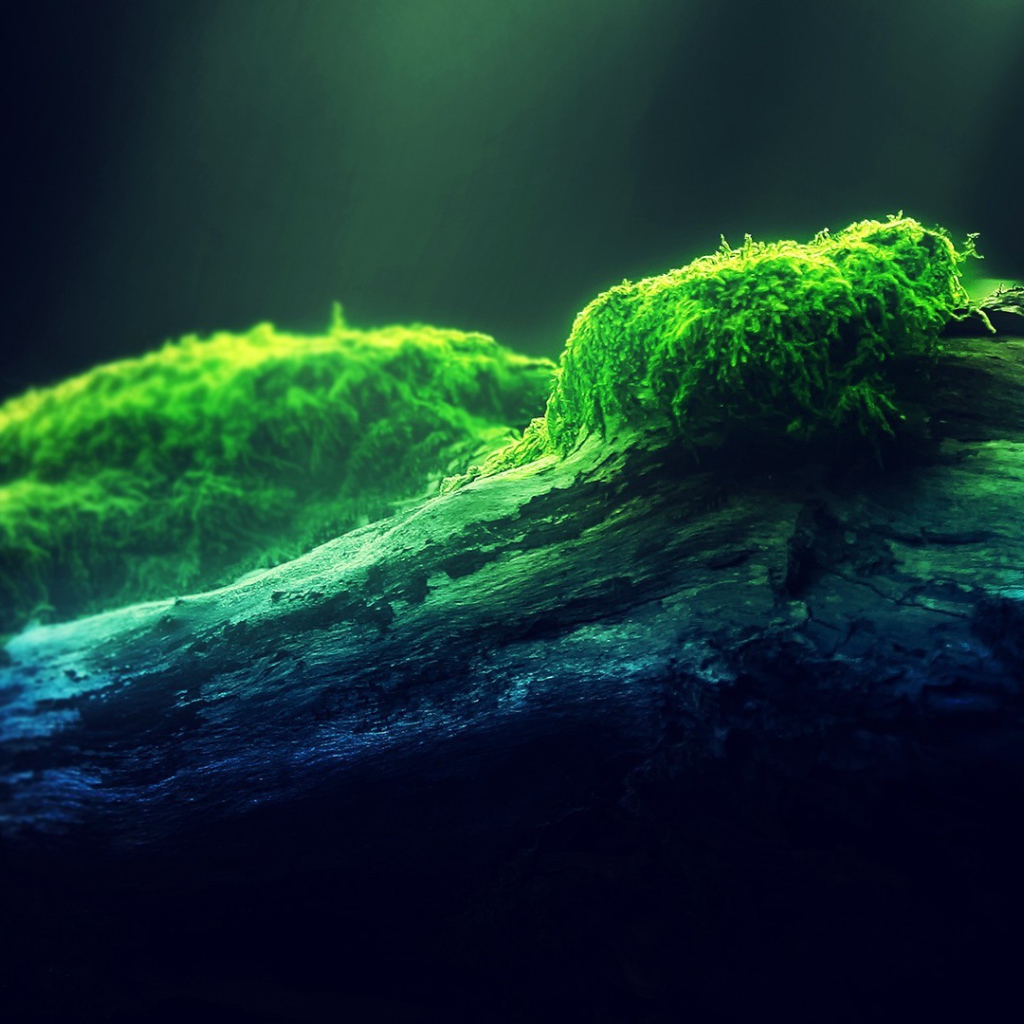 Мох на дереве в лучах света