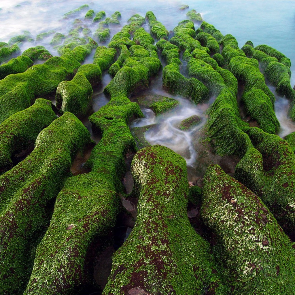 Покрытые мхом камни на берегу на Тайване