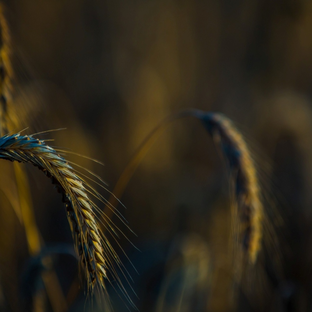 Налившийся колосок склонился вниз