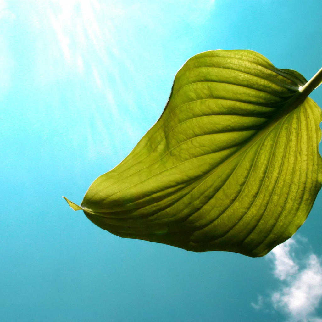 Один листок на фоне неба