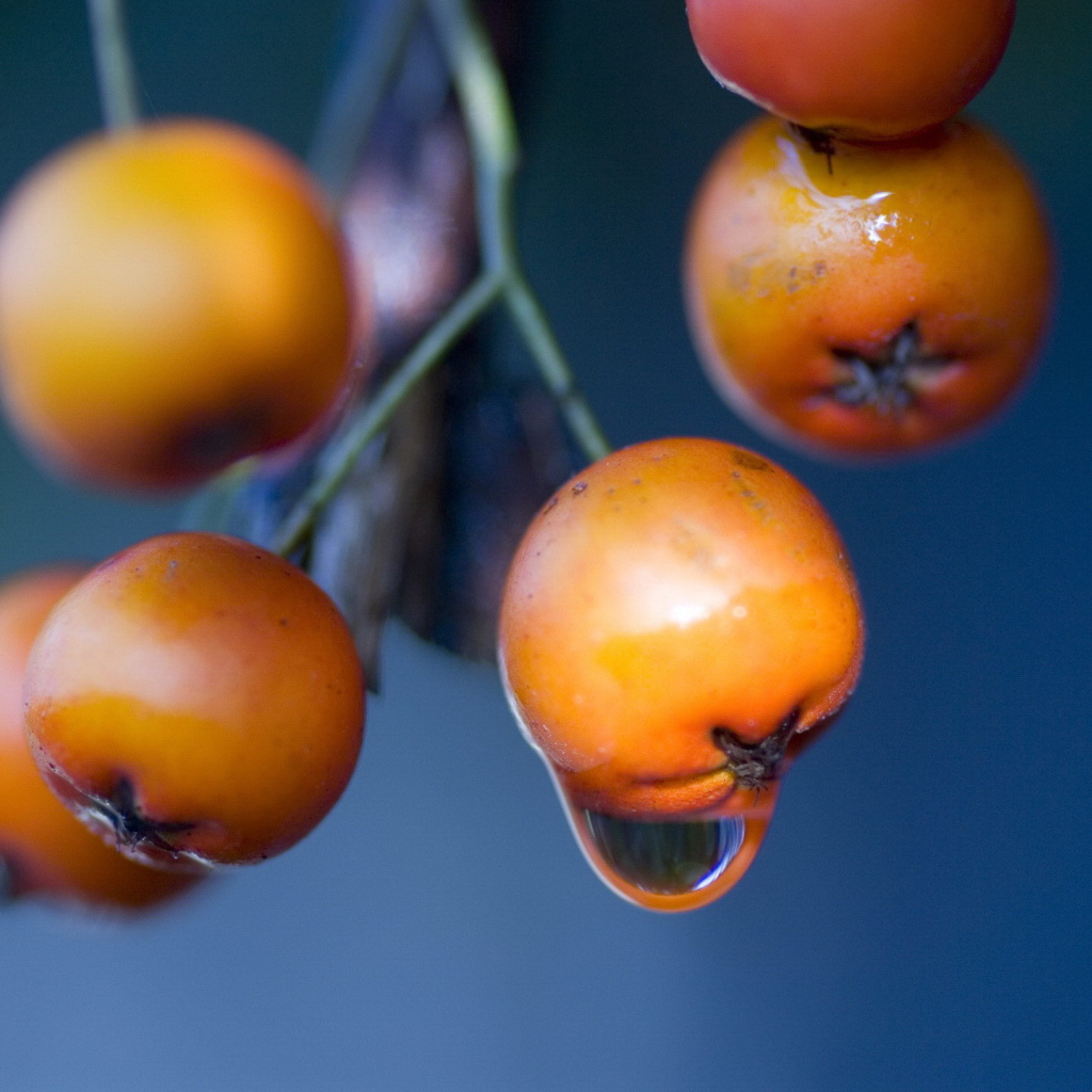 Оранжевые ягоды