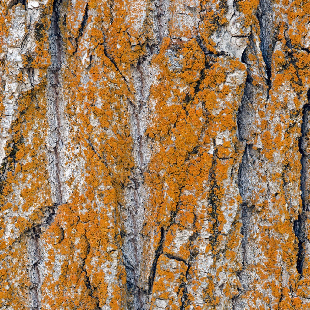 Оранжевый лишай на коре дерева
