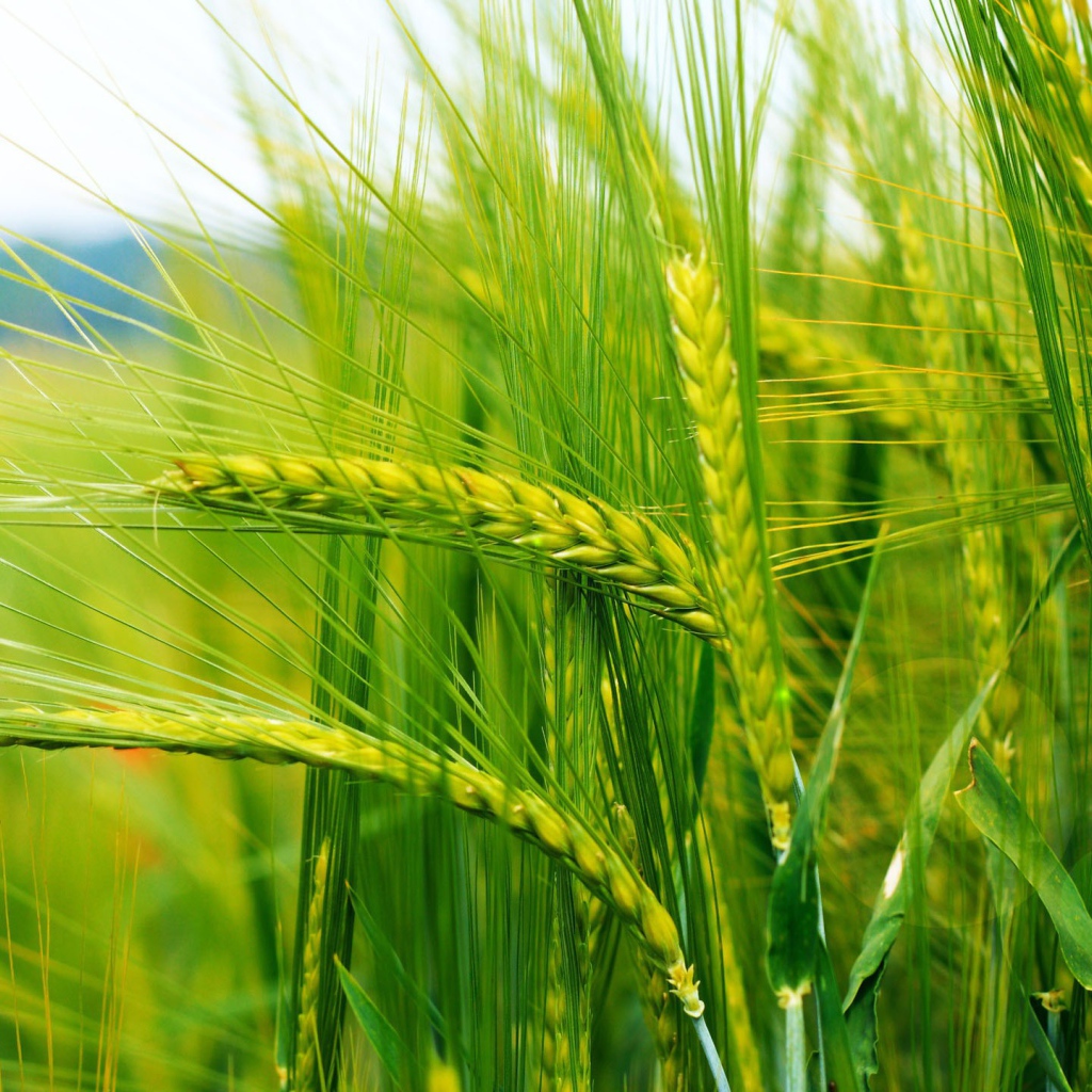 Нежно зеленые колоски пшеницы
