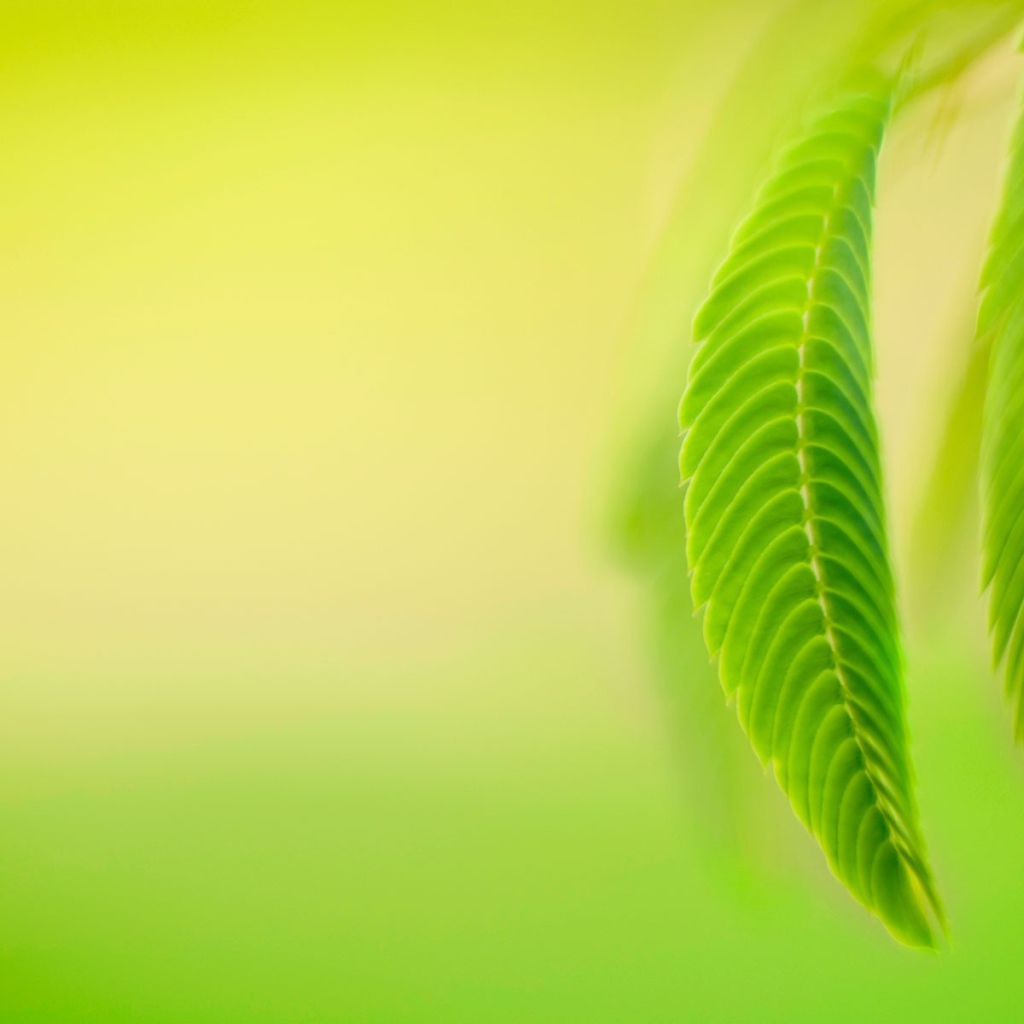 Нежно зеленые листья весной