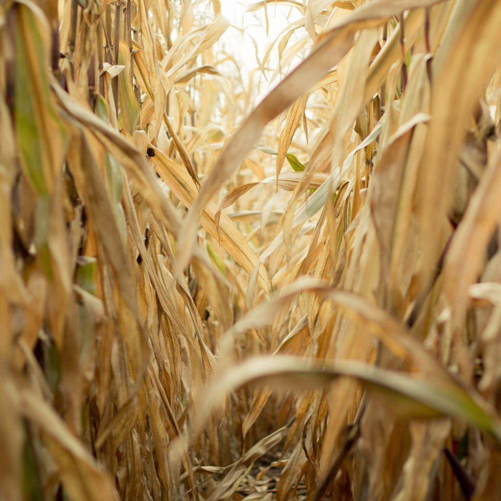 Проход в зарослях сухой кукурузы