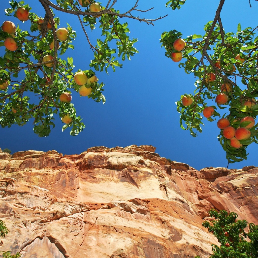 Персики на ветвях на фоне скалы