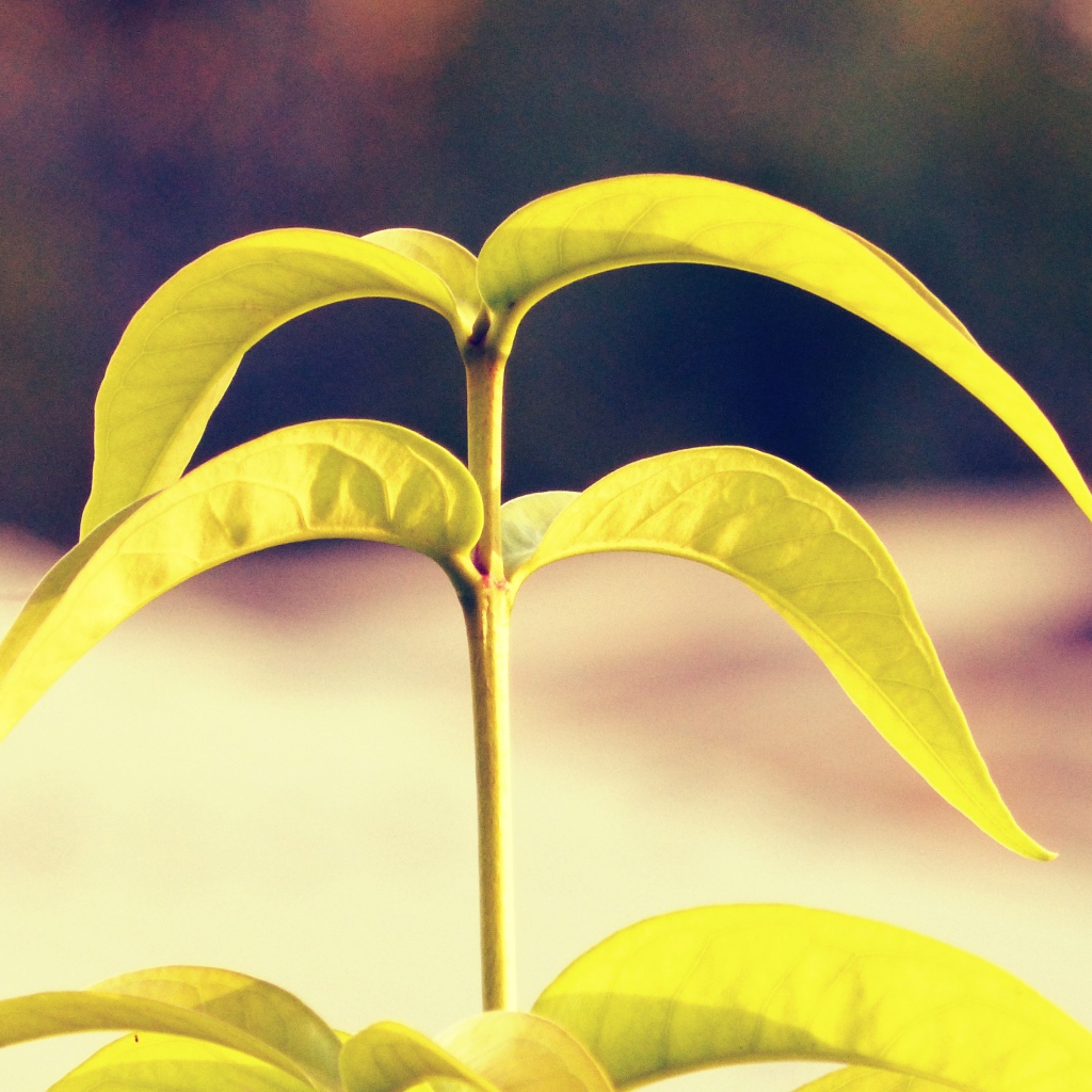 Лепестки растения папайя