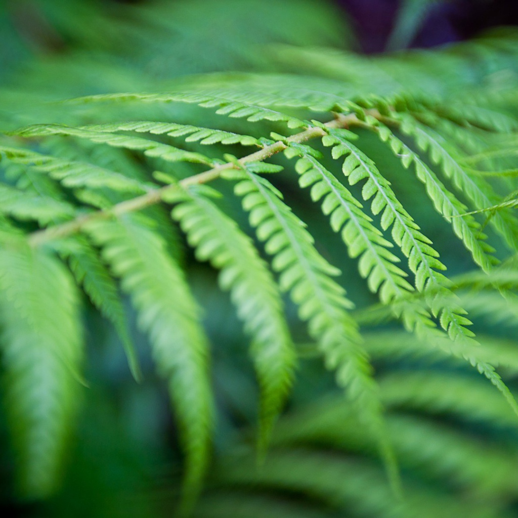 Фото листьев папоротника вблизи