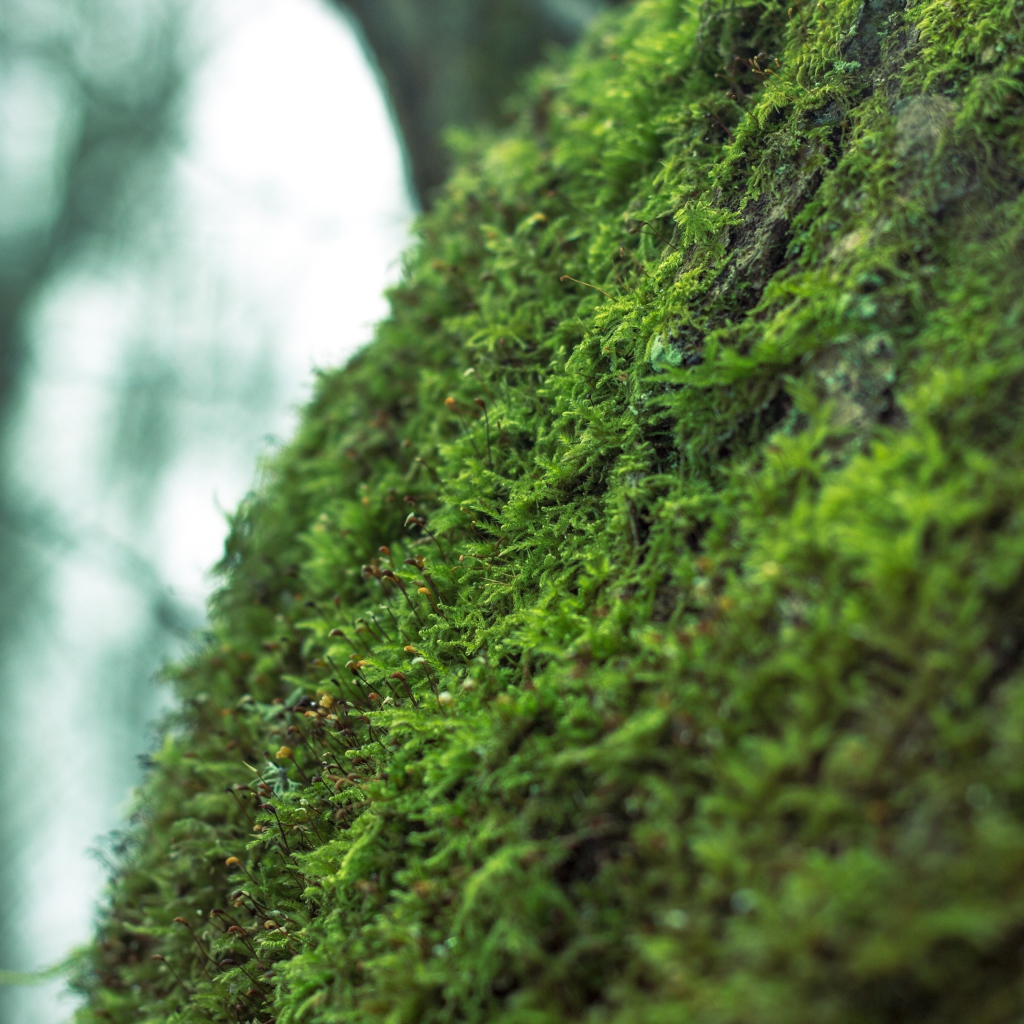 Фото мха крупным планом