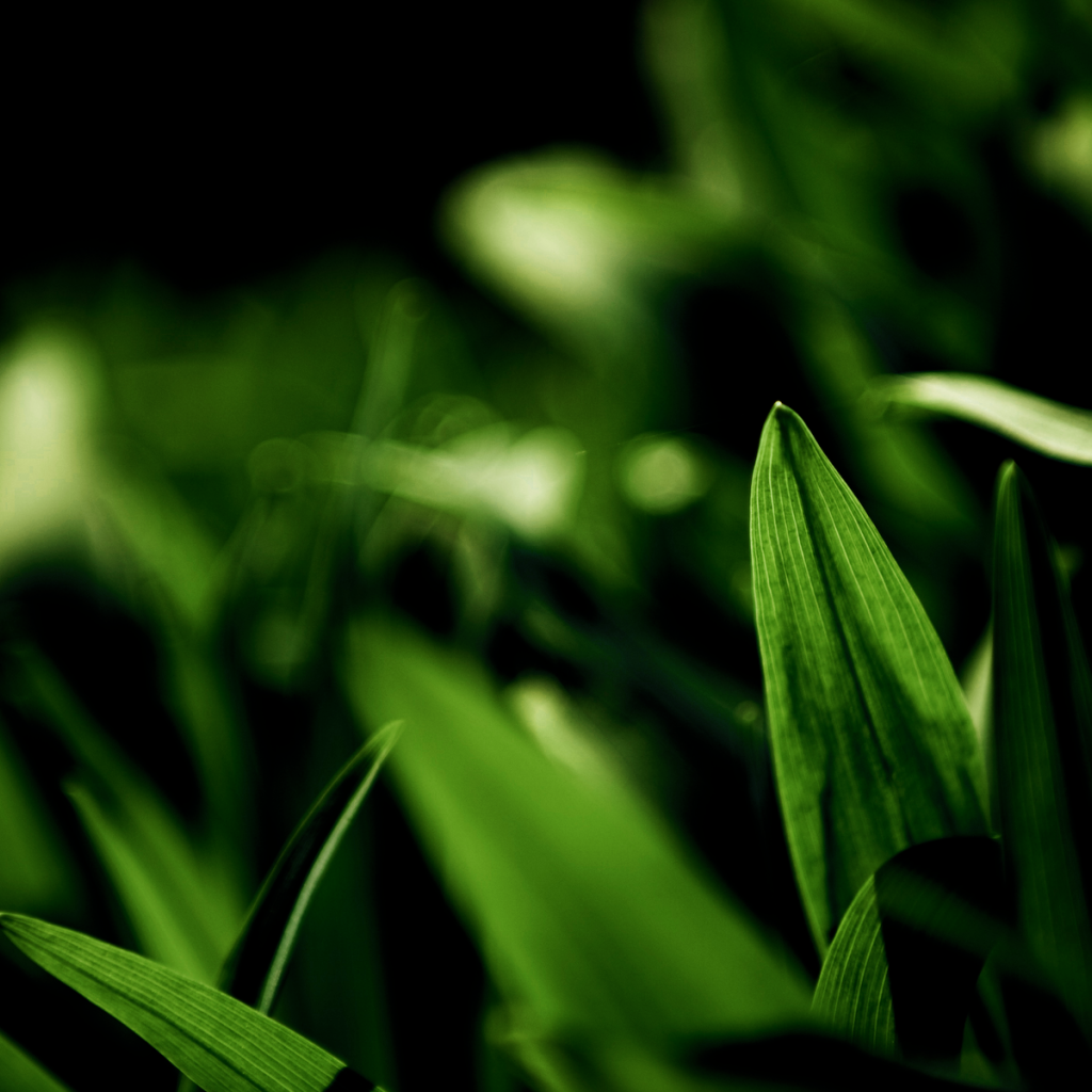 Фотография молодых зеленых травинок