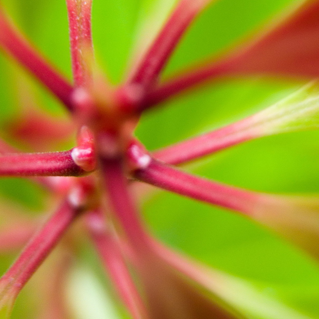 Розовые стебли растения