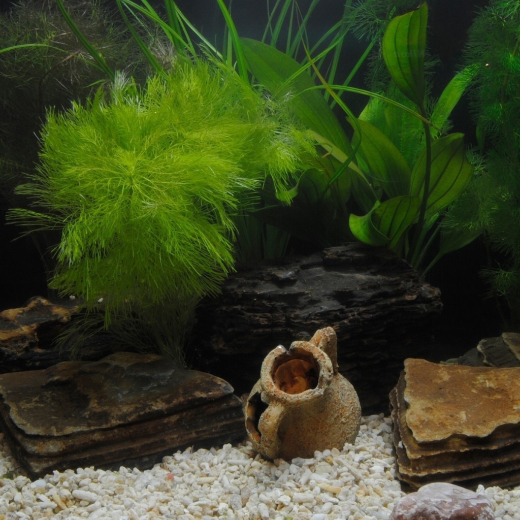 Растения и фигурки на дне аквариума