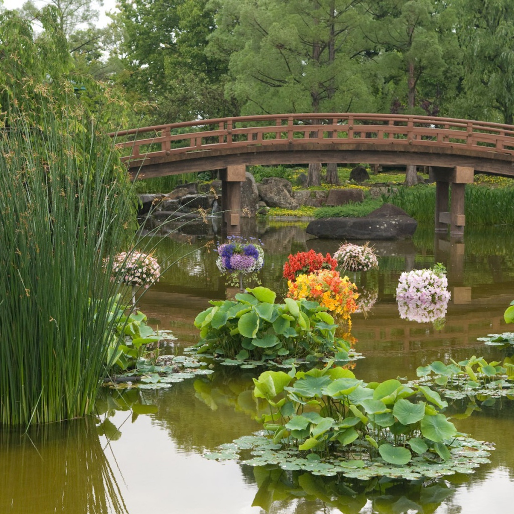 Растения в пруду в саду
