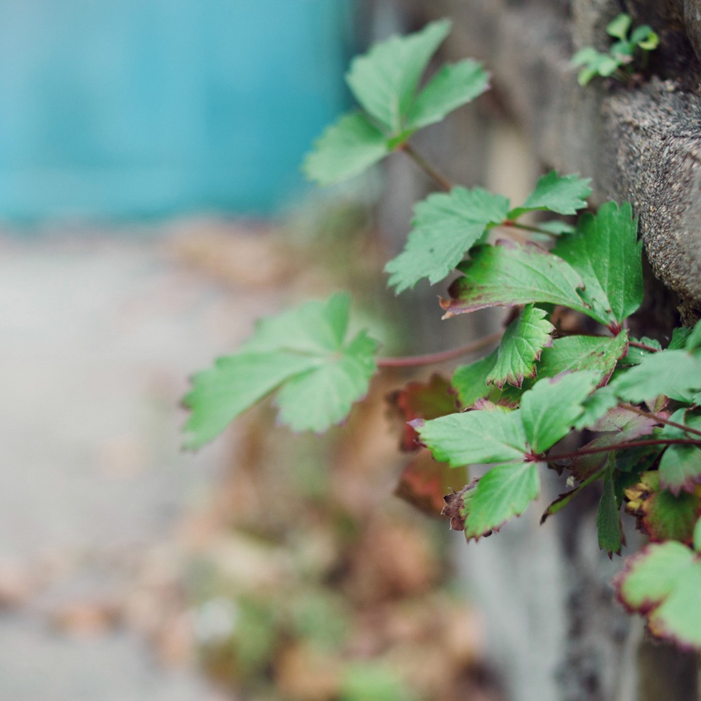 Растения пробиваются сквозь забор