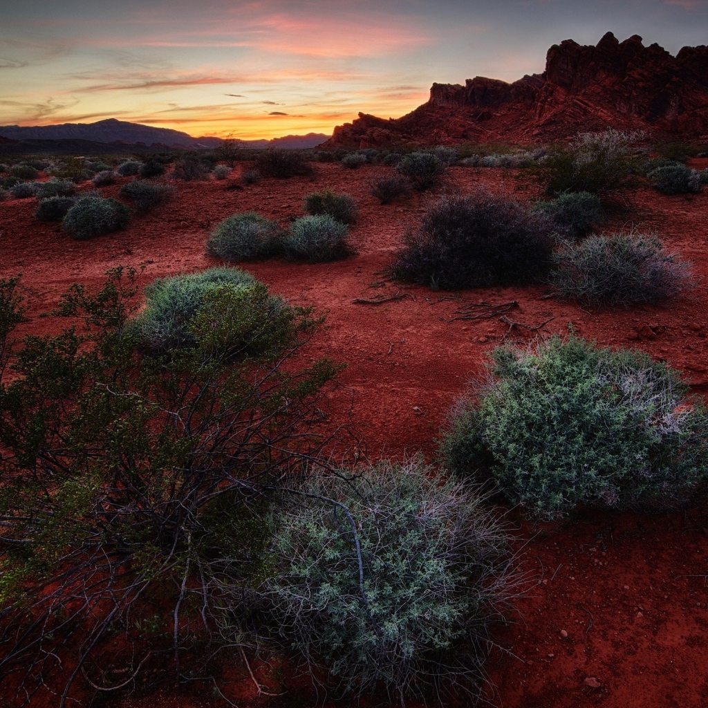 Растения сорняки на красной почве