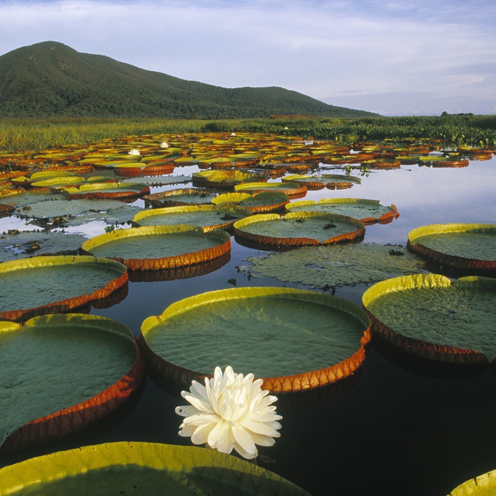 Растения плавают в воде озера
