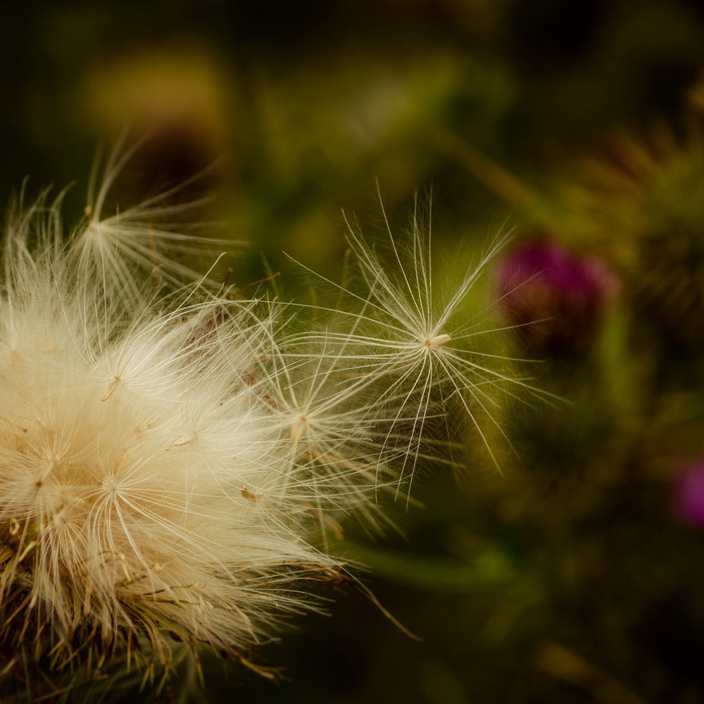 Пух дикого растения