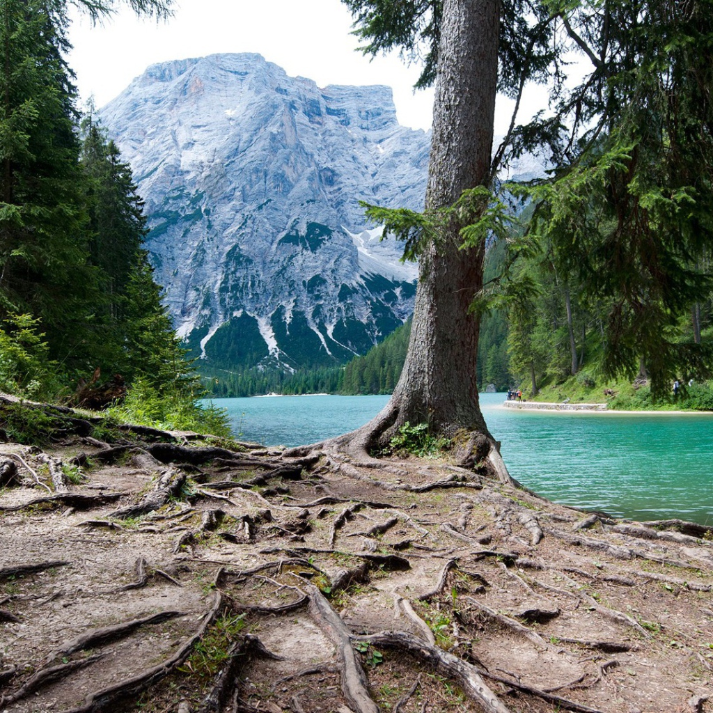 Мощная корневая система у дерева